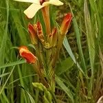 Ixia paniculata Flor