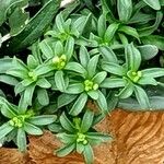 Iberis semperflorens Yaprak
