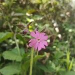 Silene pendulaFlower