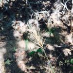 Elymus virginicus Frucht