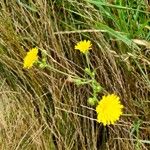 Crepis setosaFlower