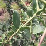 Gymnosporia buxifolia Leaf