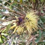 Eucalyptus lehmannii Blomma