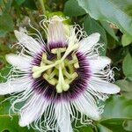 Passiflora edulis Blüte