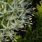 Allium cepa ফুল