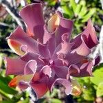 Melaleuca dawsonii Blüte