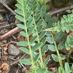 Astragalus hypoglottis Blad