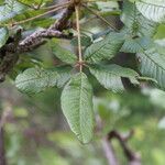 Vitex madiensis Folha