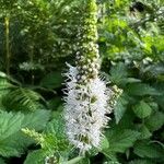 Mentha × rotundifolia 花