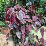 Begonia brevirimosa Habit