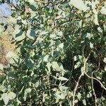 Populus euphratica Natur