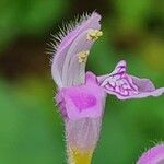 Galeopsis pubescens Blomst