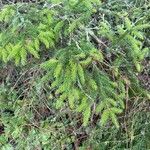 Picea orientalis Leht