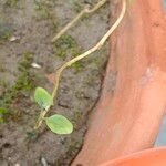 Amaranthus viridisLeaf