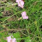 Dianthus sylvestrisFiore