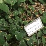 Alocasia wentii Leaf