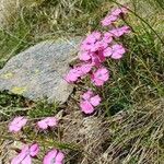 Dianthus pavonius Floare