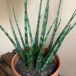 Dracaena stuckyi Blatt