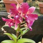 Dendrobium bigibbum Цветок