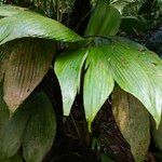 Asplundia insignis Hoja