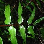 Asplenium friesiorum Листок