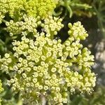 Crithmum maritimumFlower