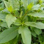 Phytolacca octandra Hoja