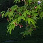 Acer circinatum পাতা