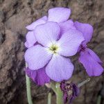 Matthiola maderensis फूल