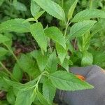 Elsholtzia stauntonii Hoja