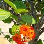 Cordia sebestena Flower