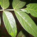 Inga densiflora Leaf