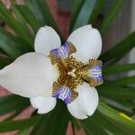 Neomarica northiana Flor