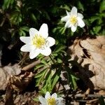 Anemone nemorosa 花