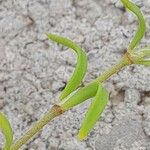 Paronychia arabica Feuille