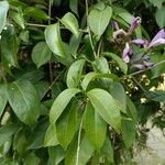 Mansoa alliacea Leaf