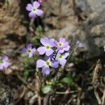 Malcolmia flexuosa Sonstige