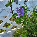 Vicia ludoviciana Flor