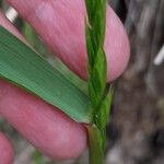 Elymus repens Blad