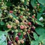 Rubus fruticosus Fruit