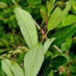 Salix myrsinifolia पत्ता