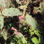 Opuntia dillenii Fruit