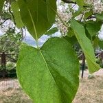 Catalpa ovata ഇല