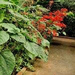 Clerodendrum speciosissimum Feuille