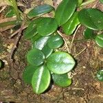 Peperomia rotundifolia Kita