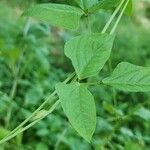 Vigna unguiculata Blad