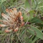 Protea nitida Blüte