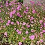 Gypsophila muralis Habit