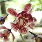 Oeceoclades saundersiana Flower