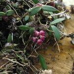 Bulbophyllum sanfordii Flower